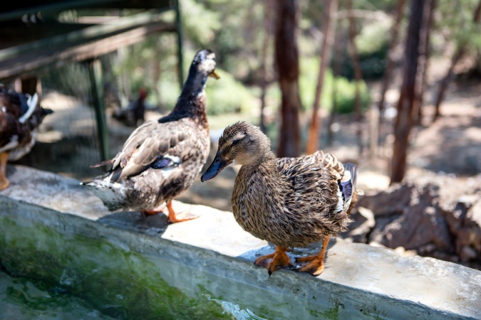 Zoo