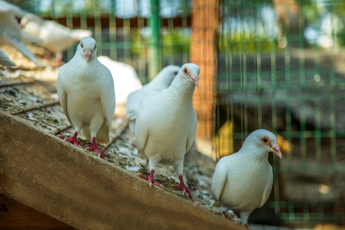 Zoo
