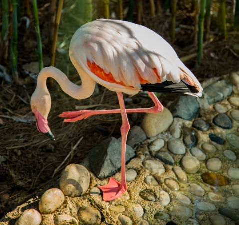 Zoo